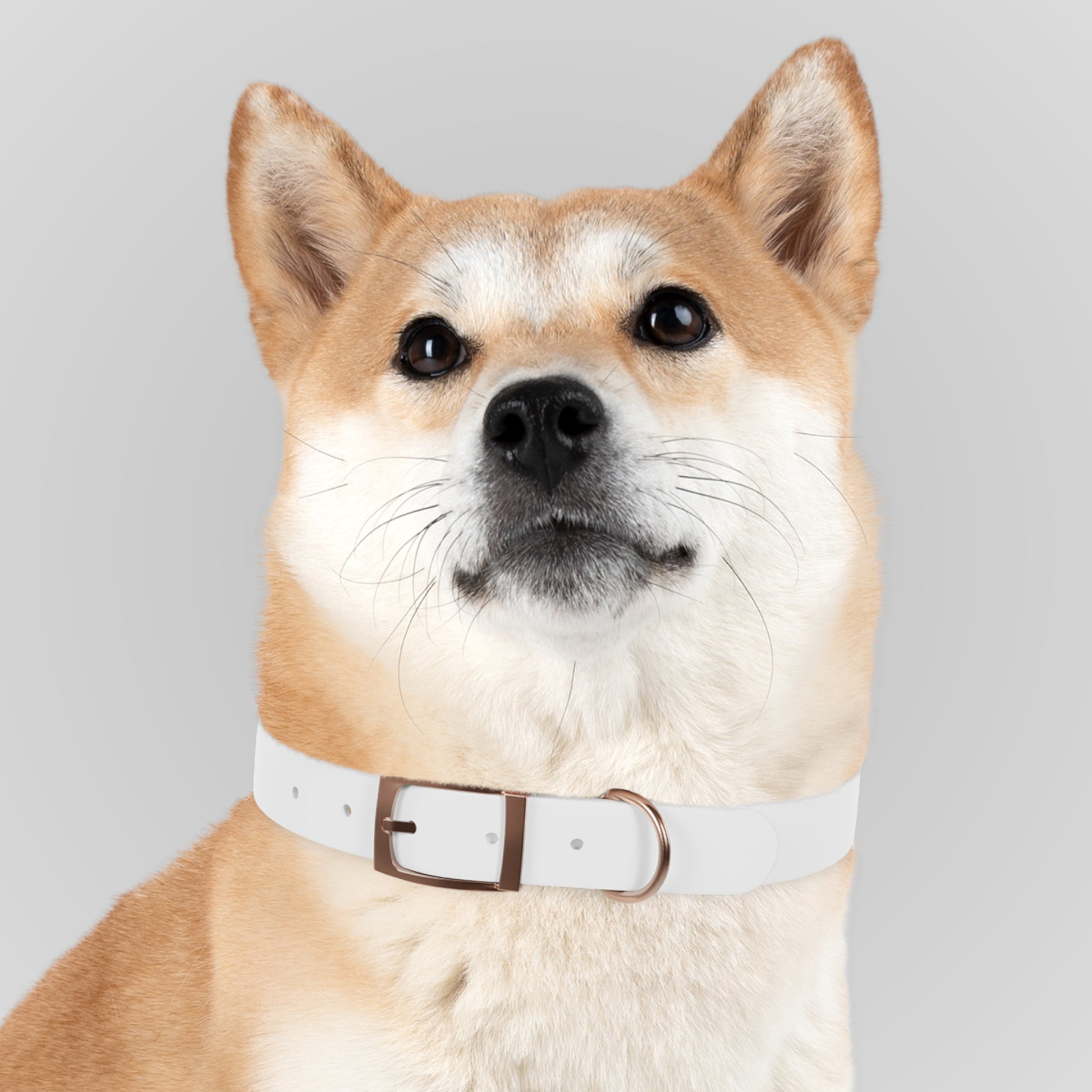 Dog Collar