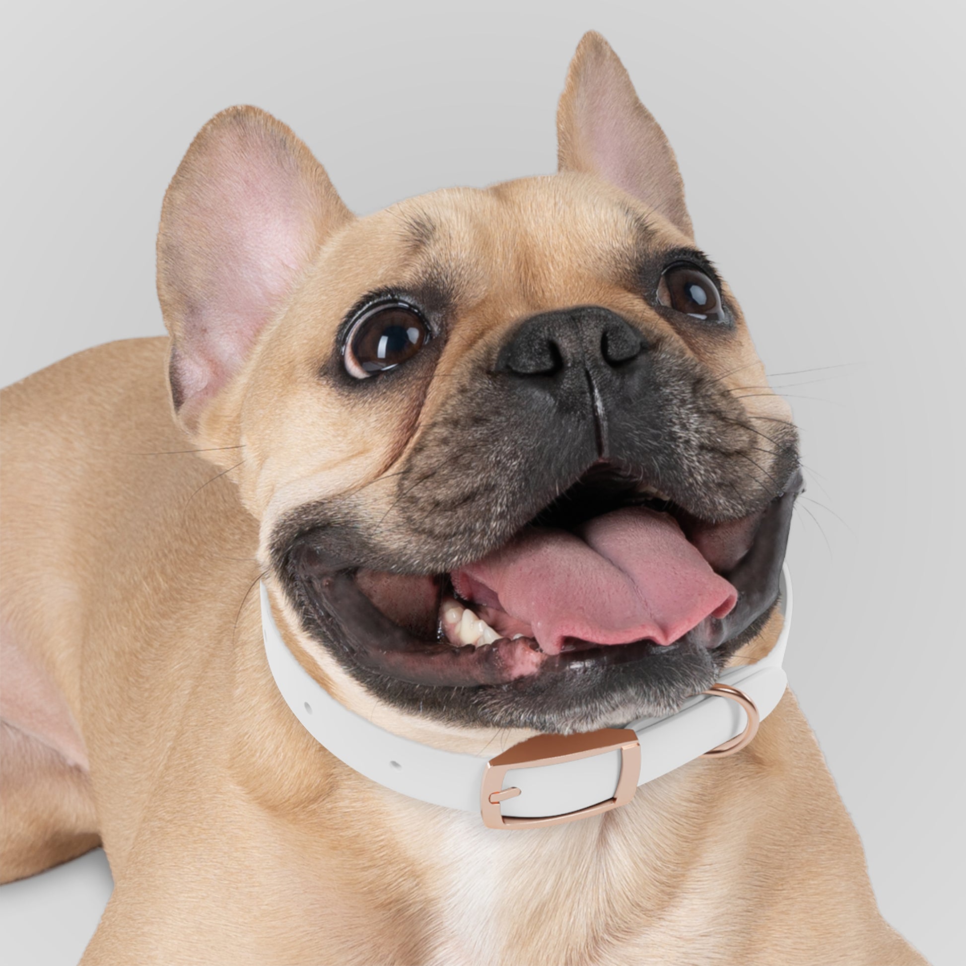 Dog Collar