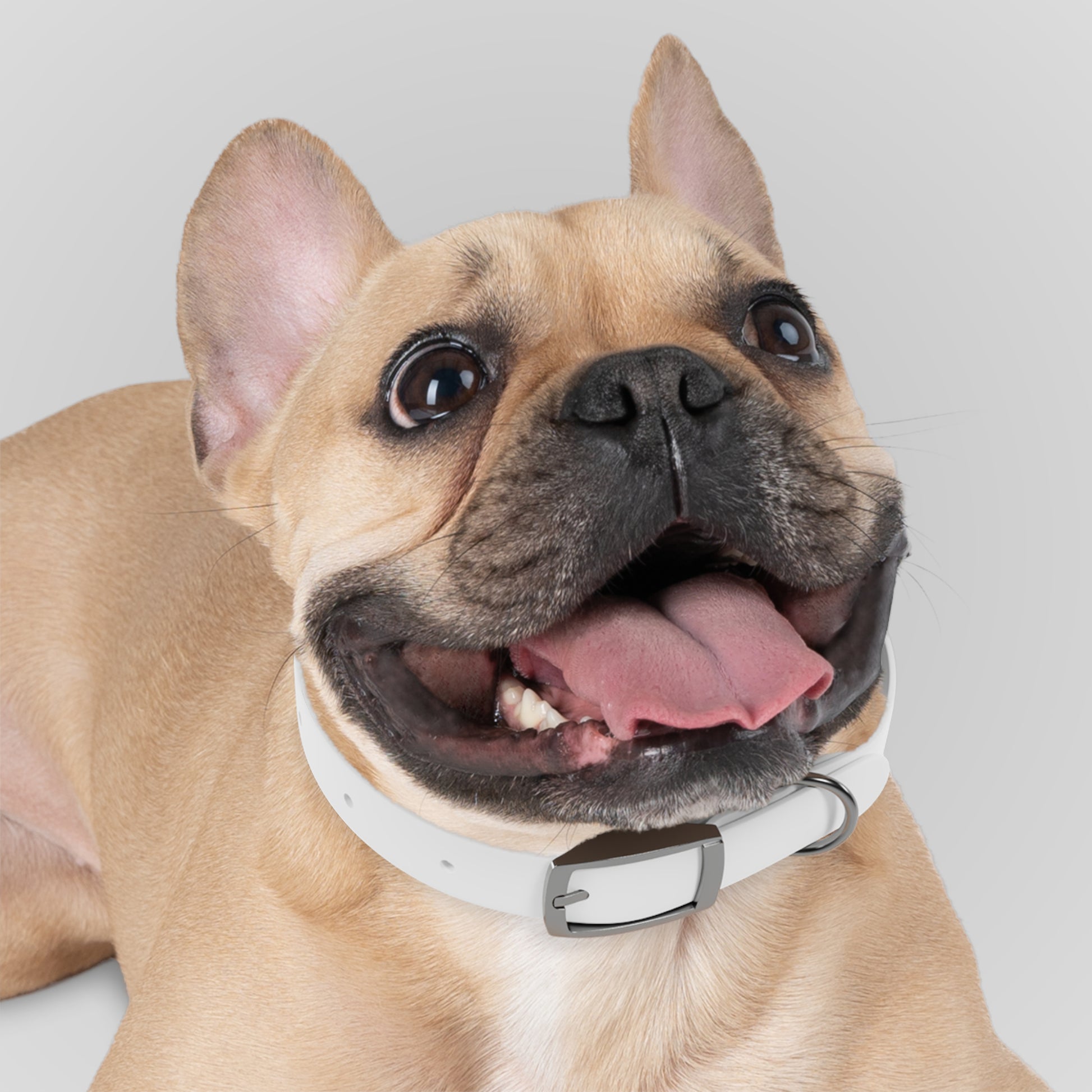 Dog Collar