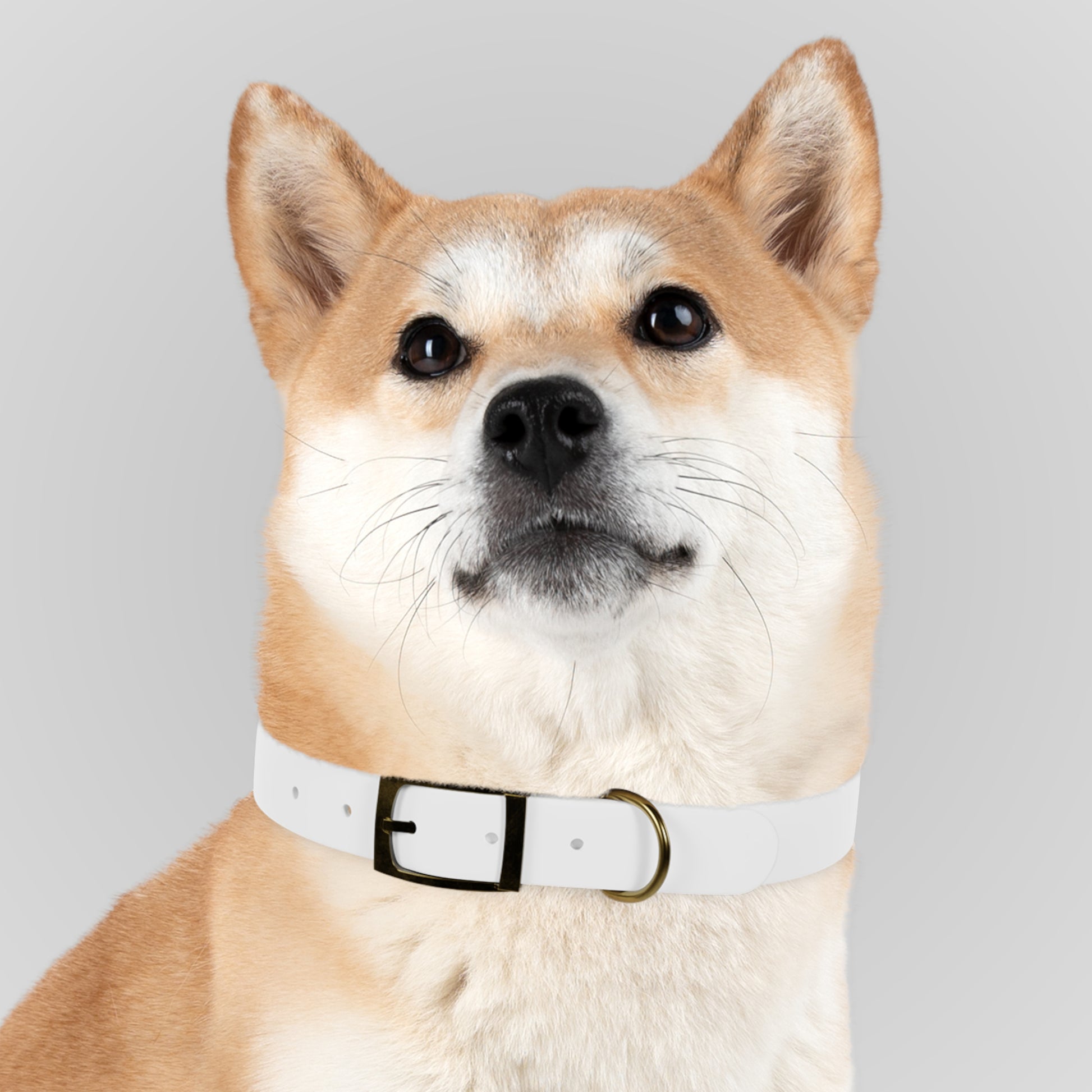 Dog Collar