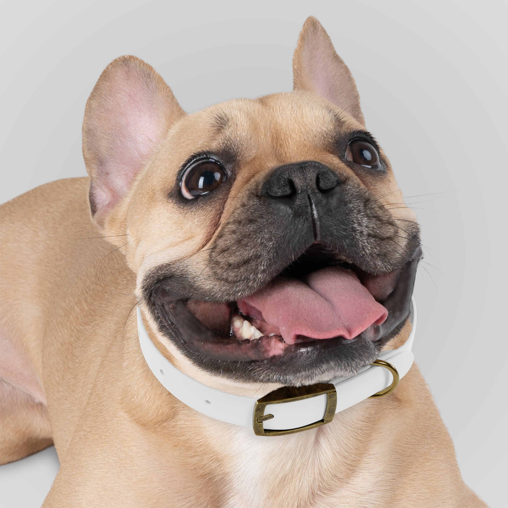 Dog Collar