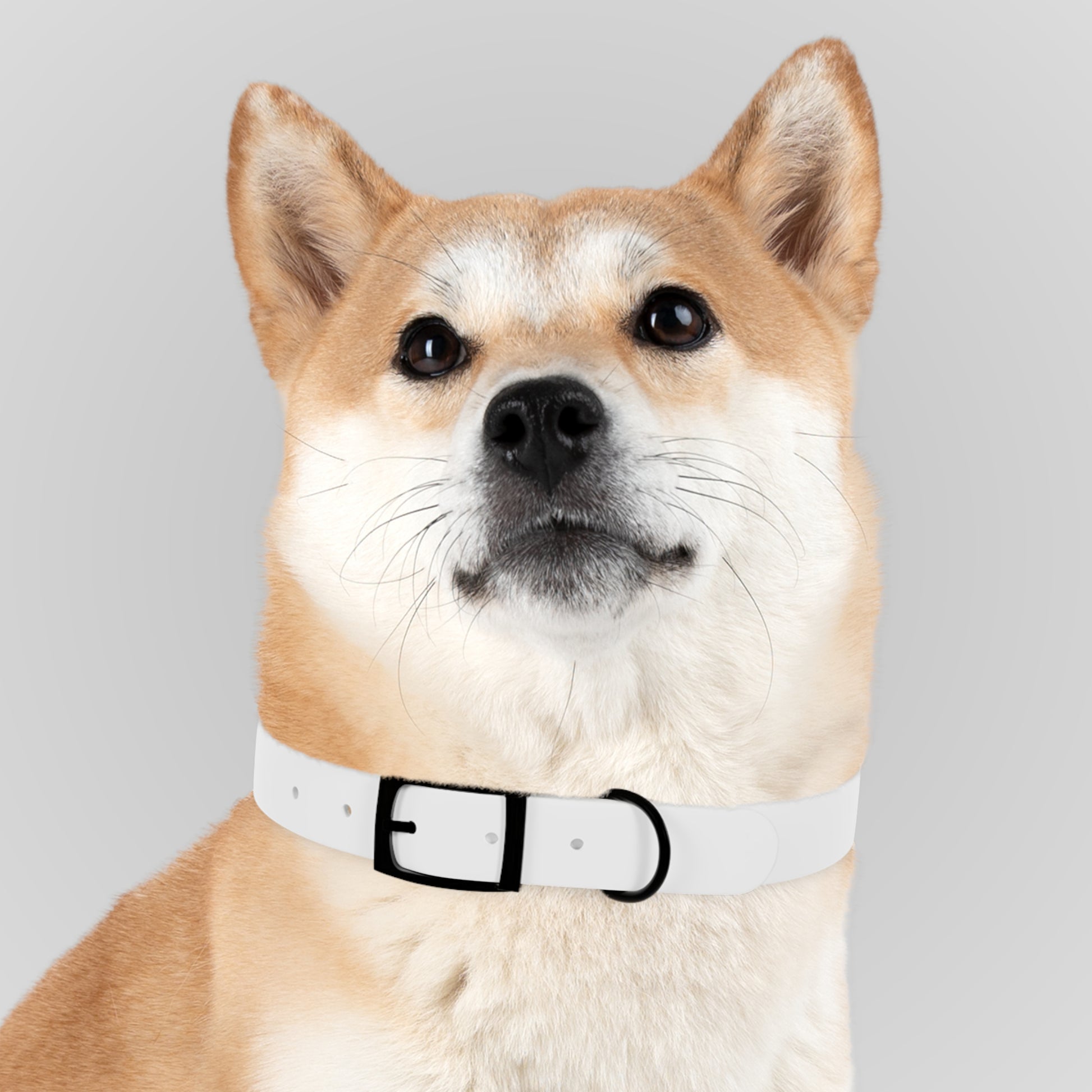 Dog Collar